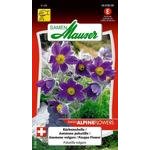 Küchenschelle Blumensamen