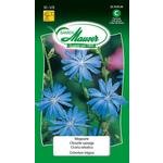 Wegwarte Blumensamen