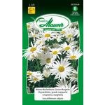 Wiesen-Wucherblume Blumensamen