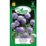 Acker-Witwenblume Blumensamen