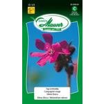 Tag-Lichtnelke Blumensamen