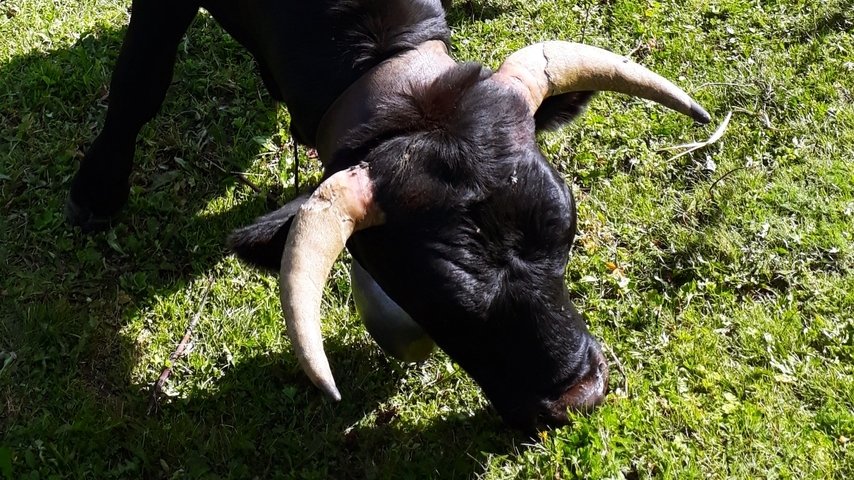 Auf Krawall gebürstet: Eringer Kampfkühe im Wallis