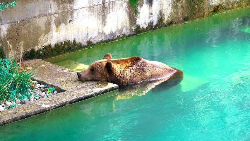 Der Berner Bär - Wappentier und Wahrzeichen von Bern