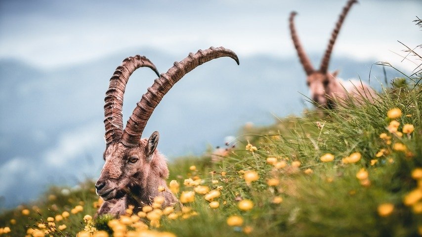 Der Alpensteinbock – Ein majestätischer Überlebenskünstler