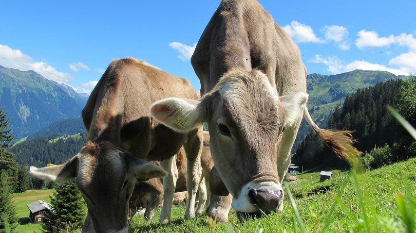 Die glücklichen Kühe der Schweiz