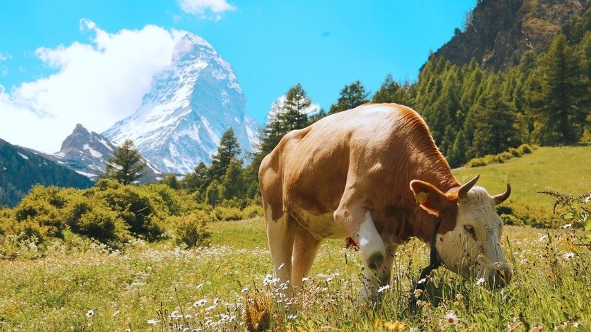 Die schönsten Schweizer Skigebiete im Sommer entdecken