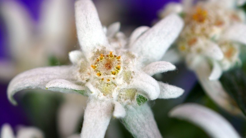 Das Edelweiss – klein, unscheinbar, doch unheimlich schweizerisch
