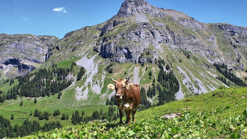 Gesucht: Das Schweizer Nationaltier