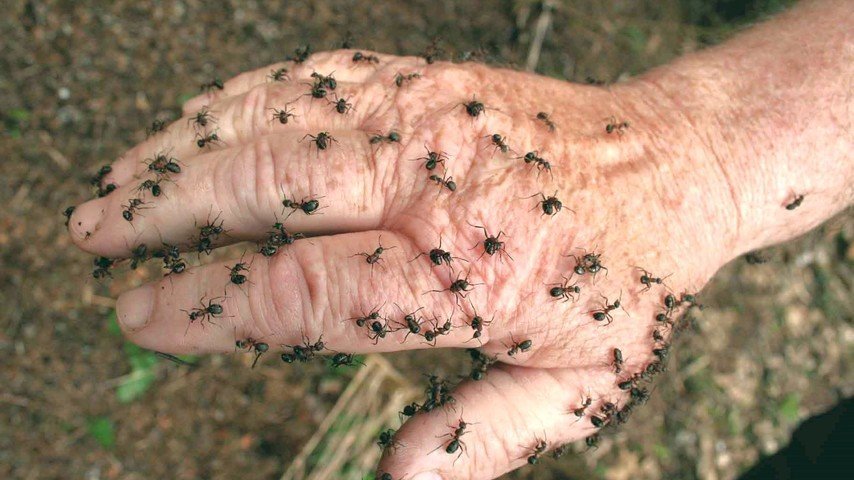Die Prognosen der Muotathaler Wetterschmöcker für Sommer/Herbst 2023