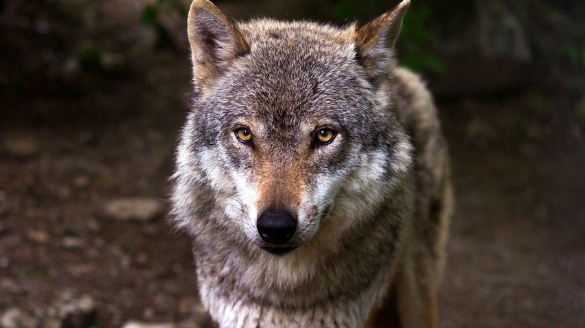 Die Rückkehr des Wolfs - Fluch oder Segen?