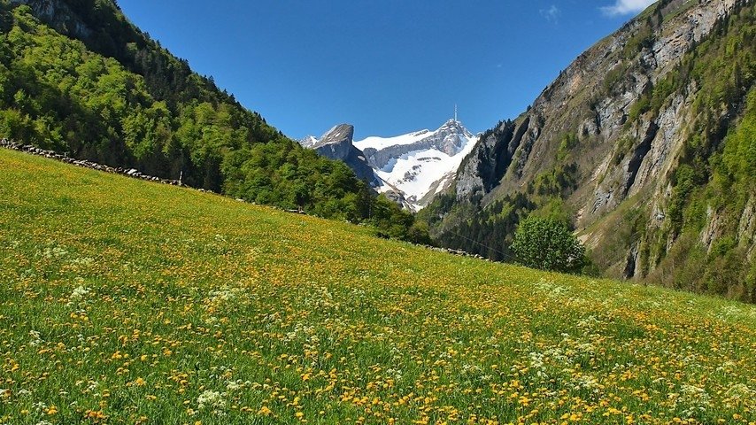 Die Welt der Schweizer Wildkräuter – Gourmet-Küche und Apotheke vor der Haustür