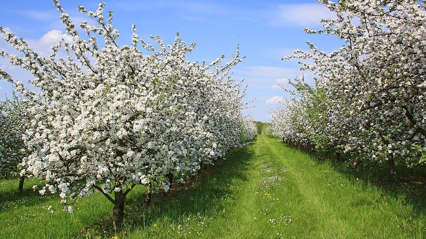 Thurgauer Äpfel – Blütezeit in Mostindien