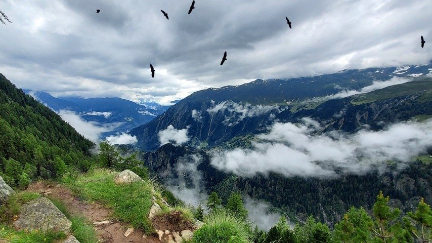 Zecken, Wölfe und Schlangen im Paradies - Welche Gefahren  lauern beim Wandern?